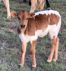 WCC Miss Cowgirl