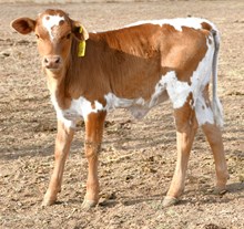 Cracker Jack X Kinetic Motion Heifer 964