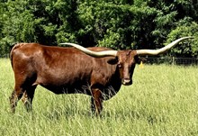 TCC JUST CALL ME RED