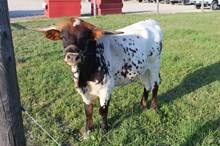 RTG Tulla’s Desert Rose