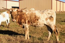 BCR  Spice it Up 443